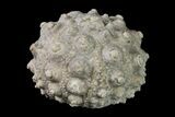 Jurassic Sea Urchin (Hemicidaris) Fossil - France #156326-1